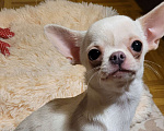 Собаки в Москве: Чихуахуа шикарная девочка Девочка, Бесплатно - фото 1