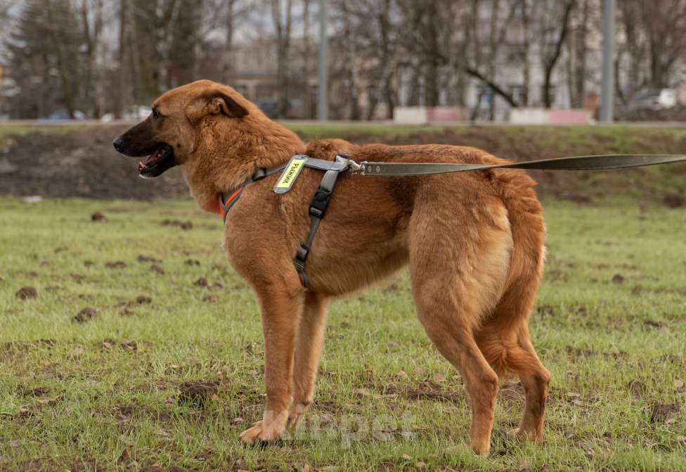 Собаки в Москве: Рыжее солнышко Мальчик, Бесплатно - фото 2