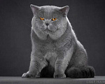 Кошки в Москве: Голубой британский кот. Крупный. Мальчик, 60 000 руб. - фото 1