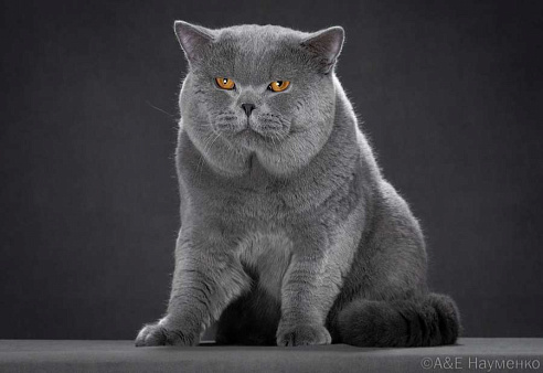 Объявление: Голубой британский кот. Крупный., 60 000 руб., Москва