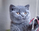 Кошки в Москве: Британский котик  Девочка, Бесплатно - фото 9