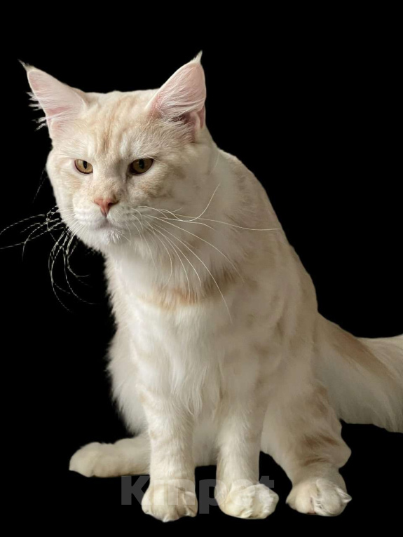 Кошки в Москве: МЕЙН-КУН Мальчик, 50 000 руб. - фото 4