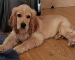 Собаки в Анапе: Английский кокер спаниель Адара Девочка, 23 000 руб. - фото 1