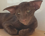 Кошки в Новосибирске: Ориентал  Мальчик, Бесплатно - фото 2