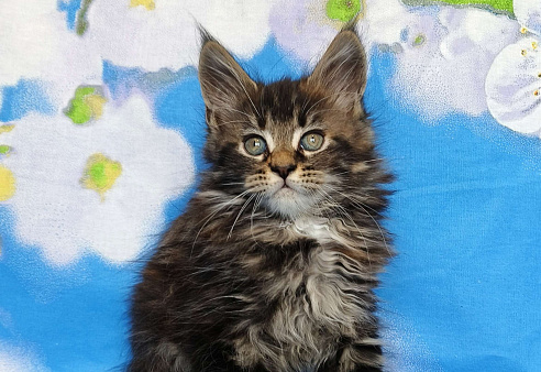 Котёнок Мейн Кун Девочка