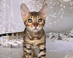 Кошки в Москве: Бенгальский котёнок  Мальчик, Бесплатно - фото 2