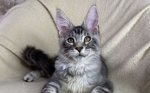 Черный серебристый мраморный мальчик Xavier