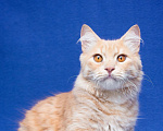 Кошки в Москве: Котику подарили вторую жизнь… Мальчик, Бесплатно - фото 1