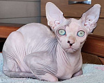 Кошки в Москве: Котята канадского сфинкса  Девочка, Бесплатно - фото 7