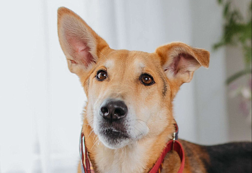 Аристократичный пес ищет семью