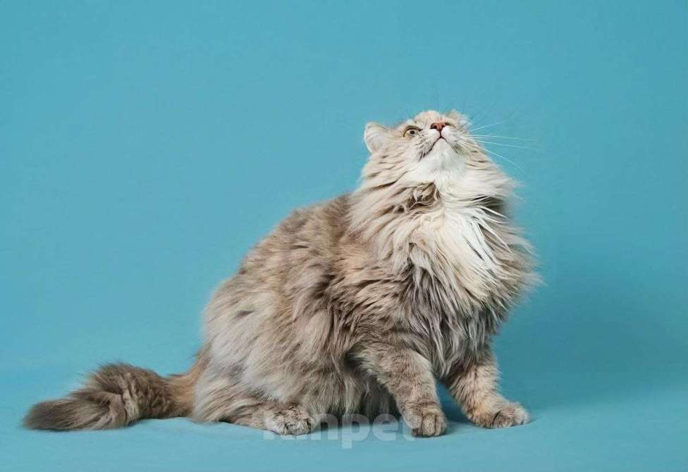 Кошки в Москве: Роскошная кошка Росинка ищет любящую семью Девочка, Бесплатно - фото 4