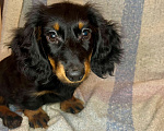 Собаки в Москве: Черно-подпалый мальчик длинношерстной таксы Мальчик, 55 000 руб. - фото 1