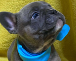 Собаки в Нижнем Новгороде: 6 щенков французского бульдога Мальчик, 30 000 руб. - фото 4