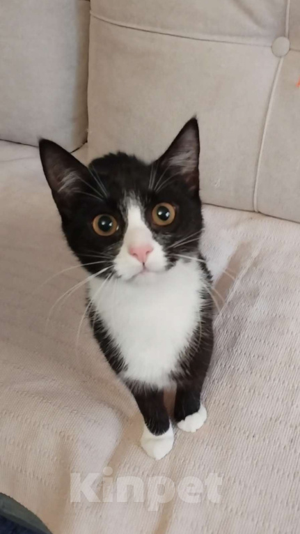 Кошки в Санкт-Петербурге: Удивительная малышка Асенька Девочка, Бесплатно - фото 1