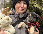 Собаки в Москве: Нежная Пуговка 2 мес в дар! Подарите дом ребенку на Новый Год! Девочка, Бесплатно - фото 3