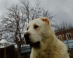 Собаки в других городах Краснодарского края: Алабай (САО) Мальчик, Бесплатно - фото 1