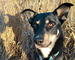 Собаки в Химках: Оди ищет семью Мальчик, Бесплатно - фото 7