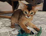 Кошки в Мытищах: Абиссинские котята в домашние любимцы Девочка 2 Девочка, 45 000 руб. - фото 3