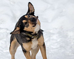 Собаки в Ногинске: Кузька - маленький песик в дар Мальчик, Бесплатно - фото 4