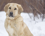 Собаки в Москве: Щенок метис алабая в добрые руки Девочка, Бесплатно - фото 3