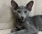 Кошки в Москве: Шикарная ориентальная малышка Девочка, 60 000 руб. - фото 2