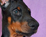 Собаки в Санкт-Петербурге: Щенок добермана Анжу Мальчик, 70 000 руб. - фото 1