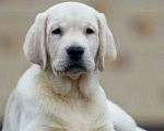 Собаки в других городах Московской области: Палевые щенки Лабрадора от Чемпиона Мира Мальчик, 90 000 руб. - фото 2