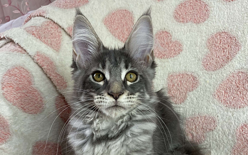 Голубая мраморная девочка мейн кун Zamira