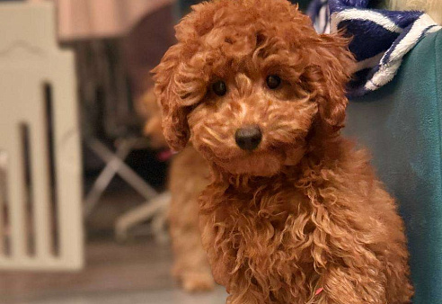 Миниатюрный пудель Айла