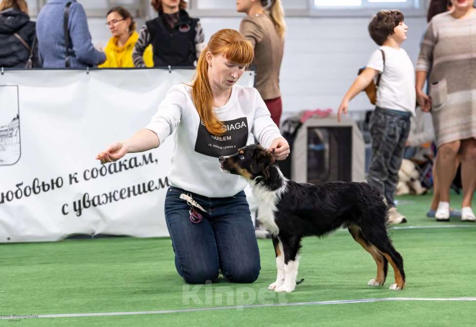 Собаки в других городах Ленинградской области: Шикарный кобель миниатюрной американской овчарки приглашает на вязку. Мальчик, 100 000 руб. - фото 2