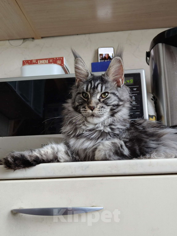 Кошки в Санкт-Петербурге: Шикарная меховая девочка Девочка, 50 000 руб. - фото 1