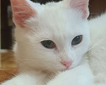 Кошки в Зернограде: Милую девочку в добрые руки Девочка, 1 руб. - фото 1