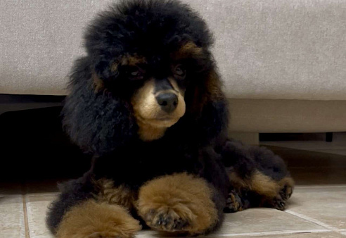 Пудель фантом 