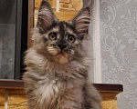 Кошки в Москве: Кошечка мейн-кун Девочка, 70 000 руб. - фото 4