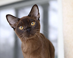 Кошки в Липецке: Бурманские котята Мальчик, Бесплатно - фото 2