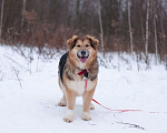 Собаки в Балашихе: Пушистая красотка Паппи в поиске дома Девочка, Бесплатно - фото 3