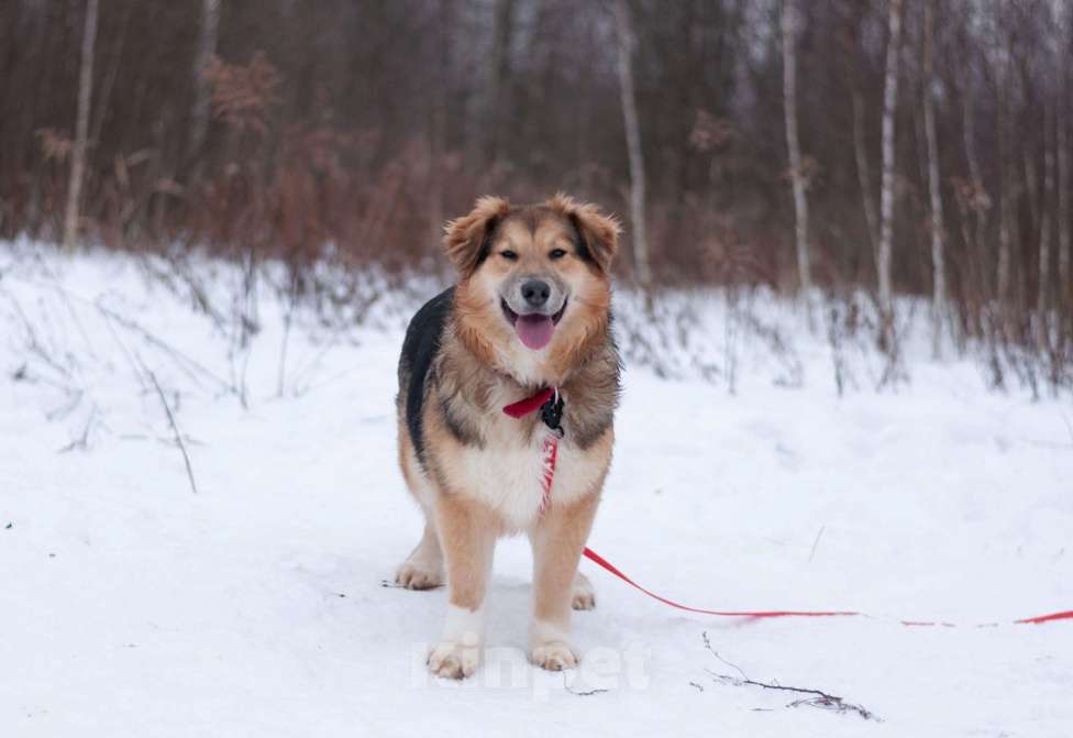 Собаки в Балашихе: Пушистая красотка Паппи в поиске дома Девочка, Бесплатно - фото 3