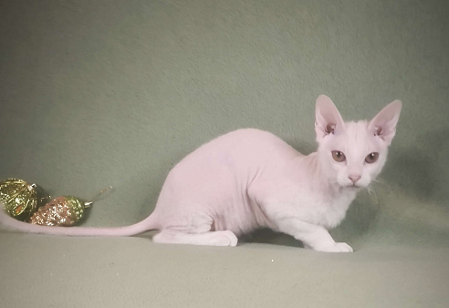 Элитные котята левкой