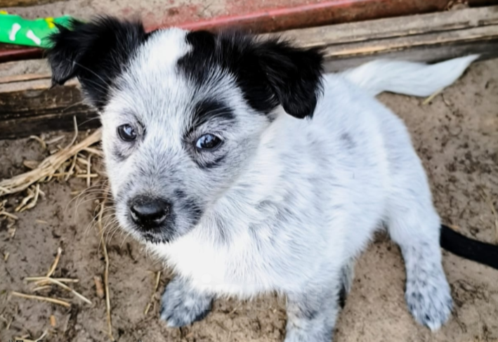 Собаки в Тамбове: Нева Девочка, Бесплатно - фото 2