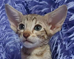 Кошки в Волгограде: Ориентальные котята  Девочка, Бесплатно - фото 1