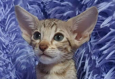 Ориентальные котята