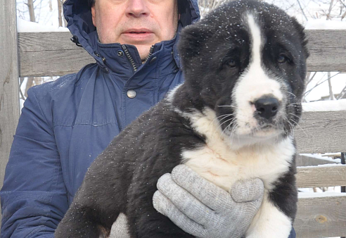 Щенок алабая (среднеазиатской овчарки)