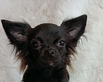 Собаки в Новосибирске: Щенок Чихуахуа Мальчик, 60 000 руб. - фото 4