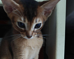 Кошки в Мытищах: Абиссинские котята в домашние любимцы Мальчик 1 Мальчик, 45 000 руб. - фото 2