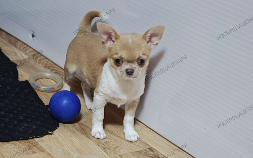 Мальчик чихуахуа с лиловым носиком