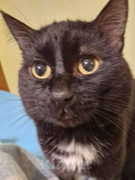 Кошки в Екатеринбурге: Отдам в хорошие руки Мальчик, Бесплатно - фото 1