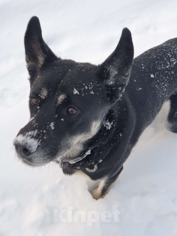Собаки в Москве: Собака в добрые руки Мальчик, Бесплатно - фото 2
