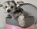 Собаки в Одинцово: Щенок китайской хохлатой собаки Девочка, 40 000 руб. - фото 5