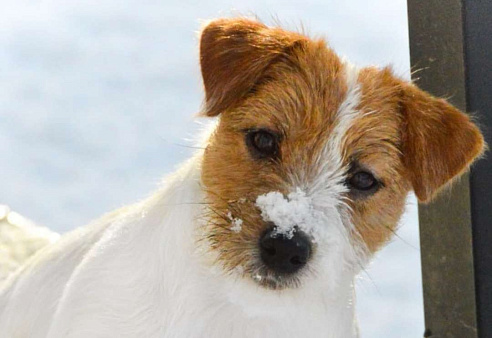 Миниатюрная девочка Джек Рассел терьера 