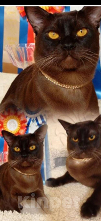 Кошки в других городах Ленинградской области: Бурманские котята Мальчик, 40 000 руб. - фото 9